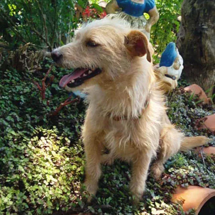 Cachorro ra a Srd idade 2 anos nome Estopinha