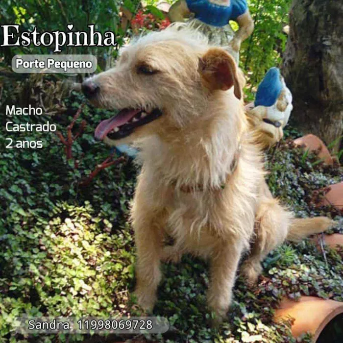 Cachorro ra a Srd idade 2 anos nome Estopinha