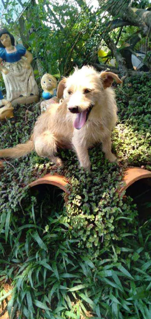 Cachorro ra a Srd idade 2 anos nome Estopinha