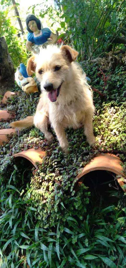 Cachorro ra a Srd idade 2 anos nome Estopinha