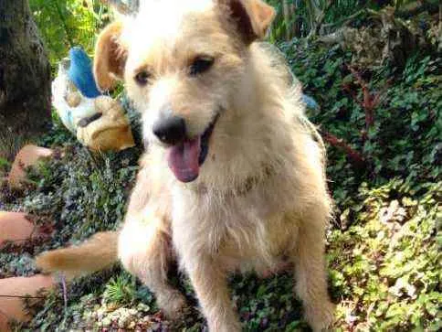 Cachorro ra a Srd idade 2 anos nome Estopinha