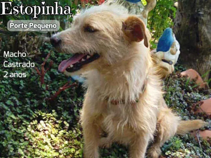 Cachorro ra a Srd idade 2 anos nome Estopinha