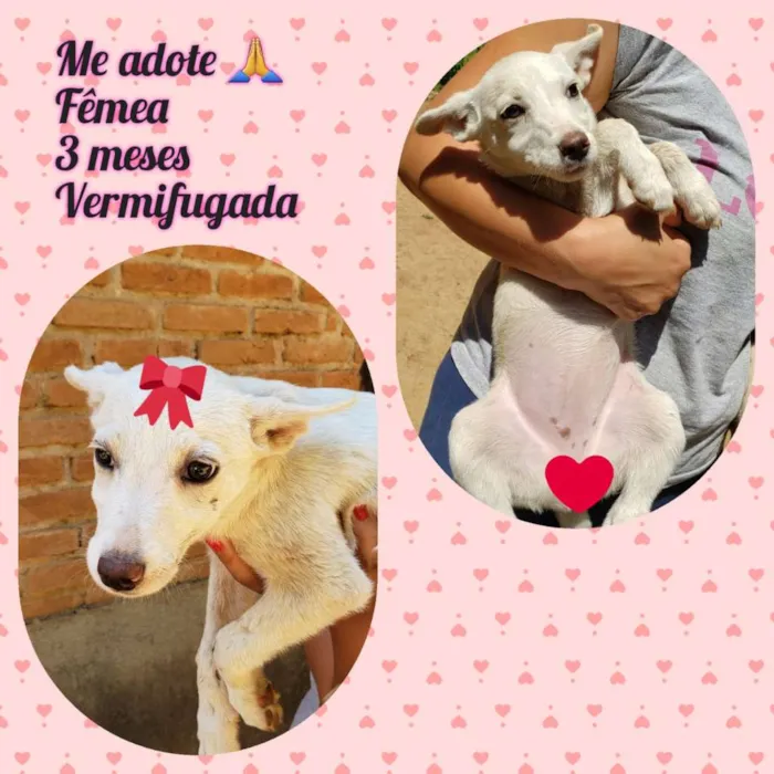 Cachorro raça SRD-ViraLata idade 2 a 6 meses nome sem nome