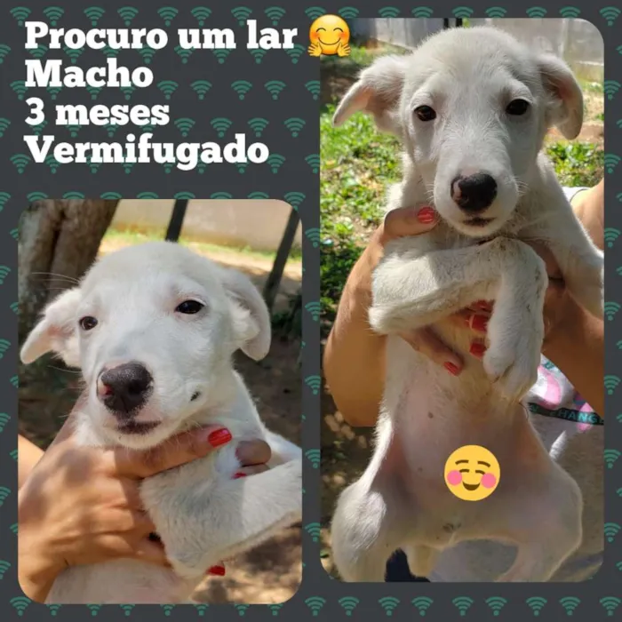 Cachorro raça SRD-ViraLata idade 2 a 6 meses nome sem nome