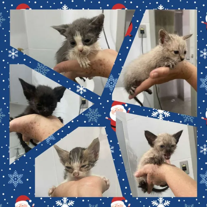 Gato raça SRD-ViraLata idade Abaixo de 2 meses nome sem nome