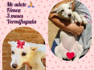 Cachorro raça SRD-ViraLata idade 2 a 6 meses nome sem nome