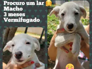 Cachorro raça SRD-ViraLata idade 2 a 6 meses nome sem nome