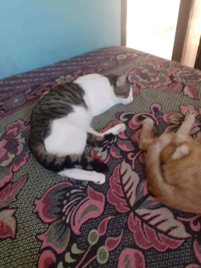 Gato raça Preto com branco e amarelo idade 1 ano nome Thor/odin