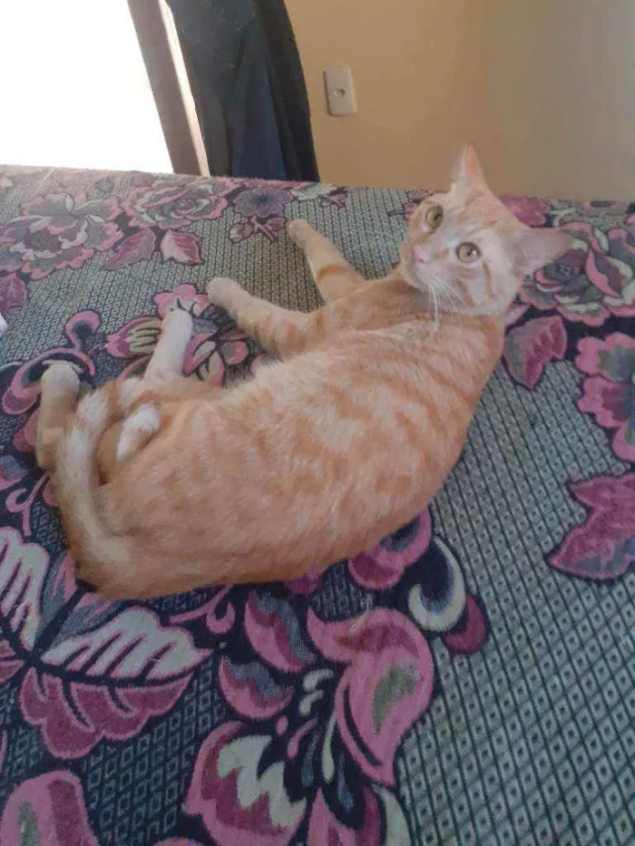 Gato raça Preto com branco e amarelo idade 1 ano nome Thor/odin