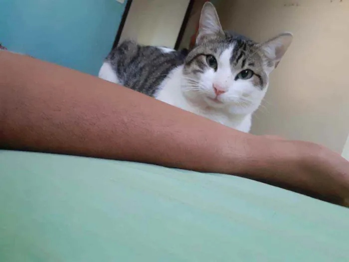 Gato raça Preto com branco e amarelo idade 1 ano nome Thor/odin