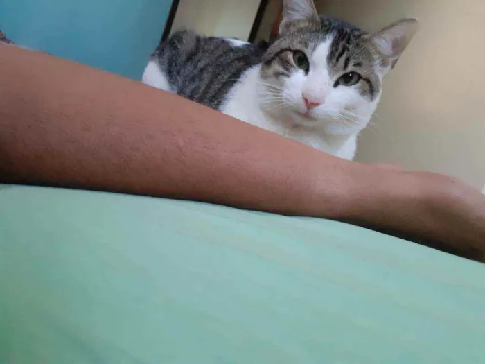 Gato raça Preto com branco e amarelo idade 1 ano nome Thor/odin