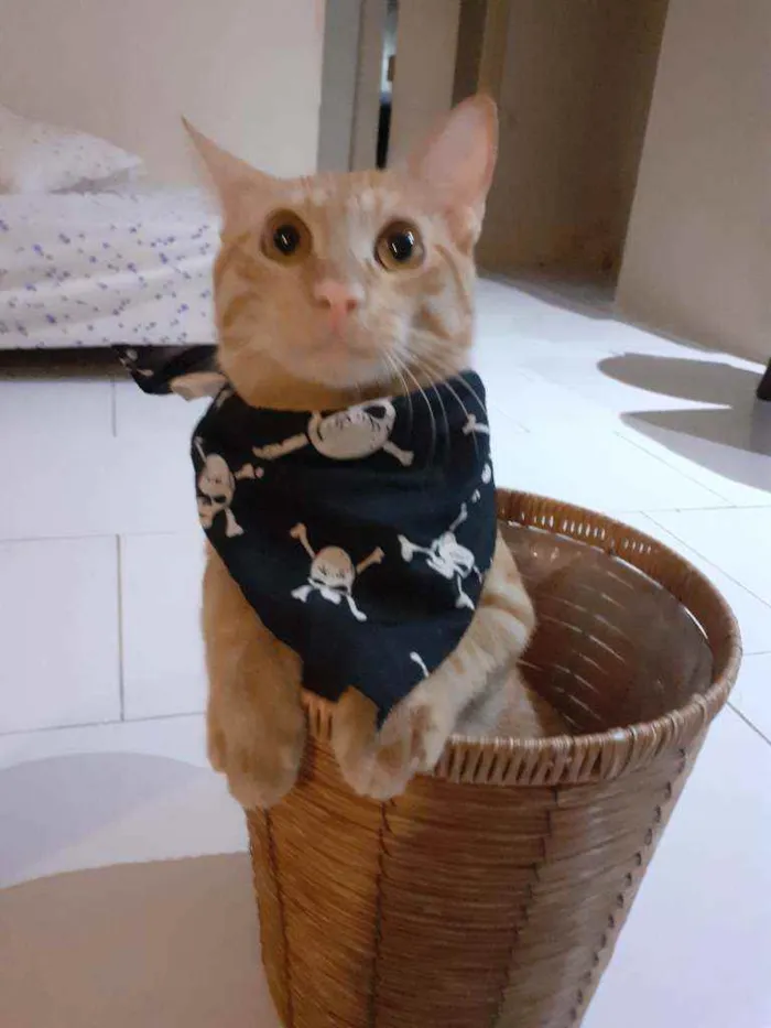 Gato raça Preto com branco e amarelo idade 1 ano nome Thor/odin