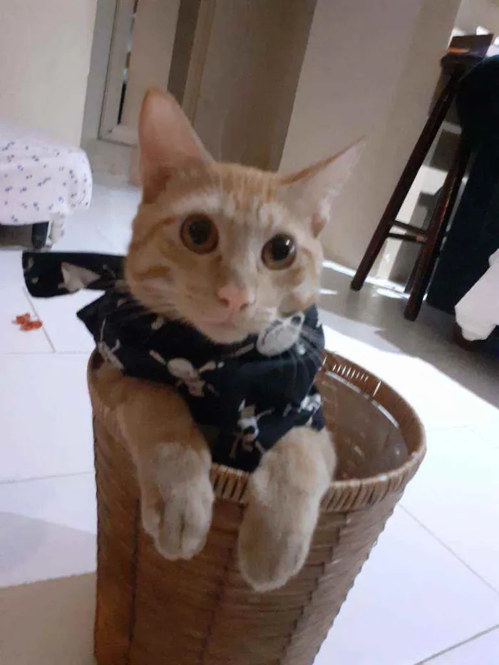 Gato raça Preto com branco e amarelo idade 1 ano nome Thor/odin