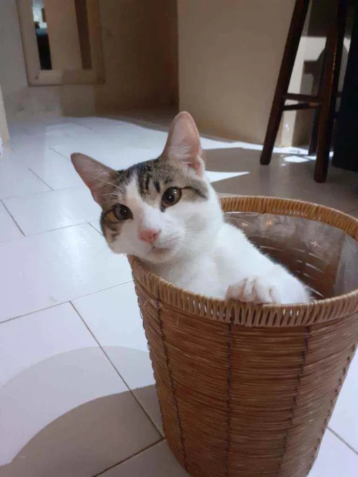 Gato raça Preto com branco e amarelo idade 1 ano nome Thor/odin