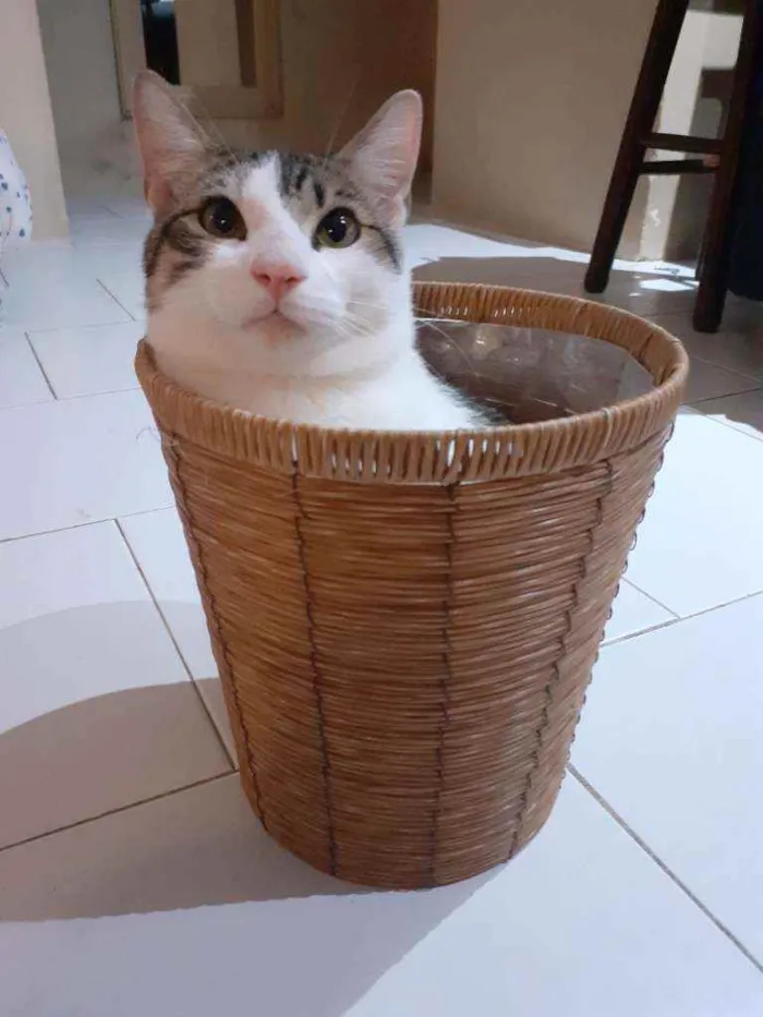 Gato raça Preto com branco e amarelo idade 1 ano nome Thor/odin