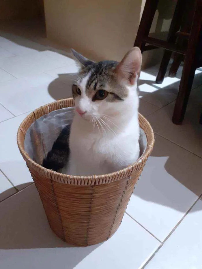 Gato raça Preto com branco e amarelo idade 1 ano nome Thor/odin