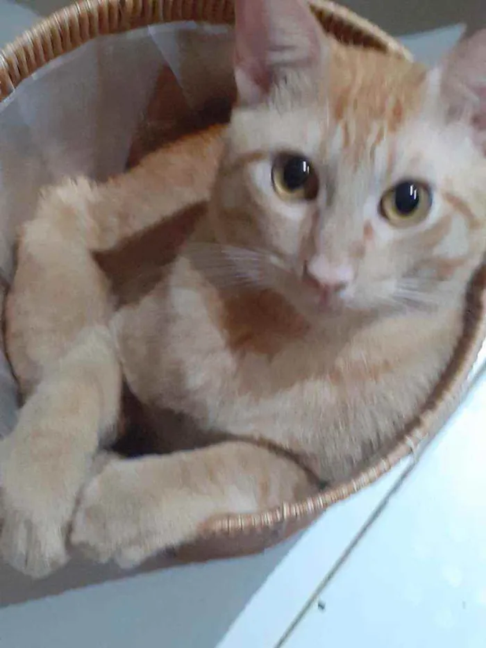 Gato raça Preto com branco e amarelo idade 1 ano nome Thor/odin