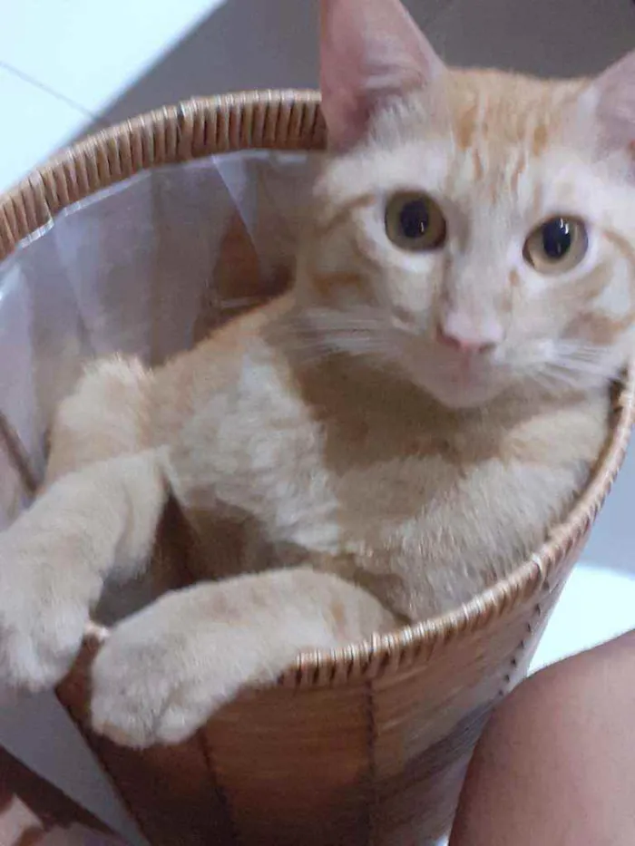 Gato raça Preto com branco e amarelo idade 1 ano nome Thor/odin