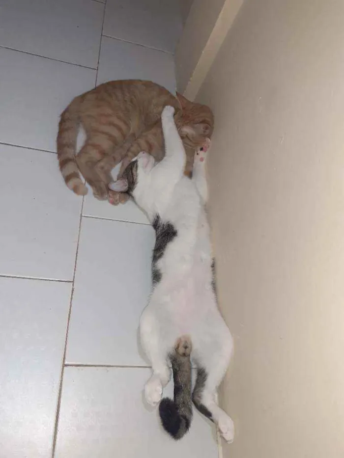 Gato raça Preto com branco e amarelo idade 1 ano nome Thor/odin