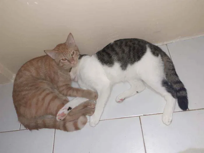 Gato raça Preto com branco e amarelo idade 1 ano nome Thor/odin