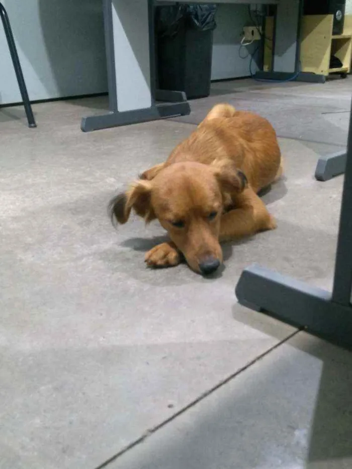 Cachorro ra a SRD-ViraLata idade 2 a 6 meses nome Sem nome
