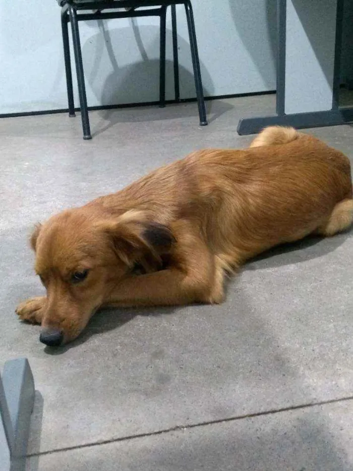 Cachorro ra a SRD-ViraLata idade 2 a 6 meses nome Sem nome