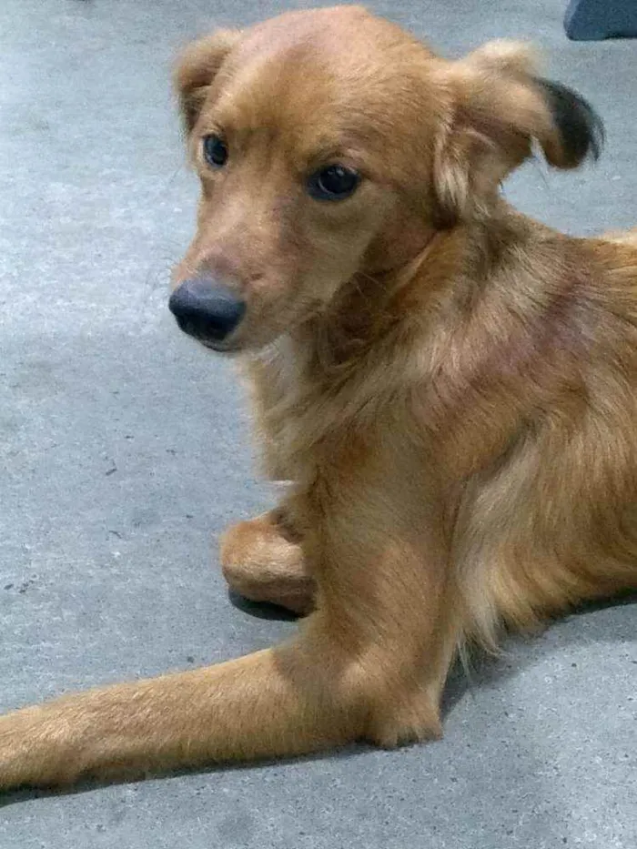 Cachorro ra a SRD-ViraLata idade 2 a 6 meses nome Sem nome