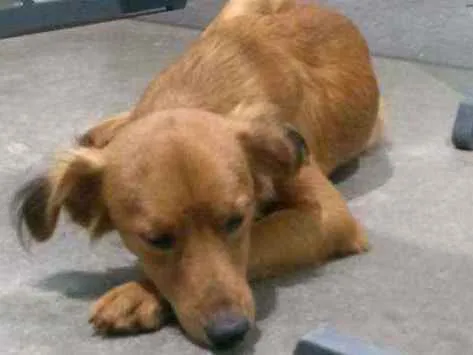 Cachorro ra a SRD-ViraLata idade 2 a 6 meses nome Sem nome