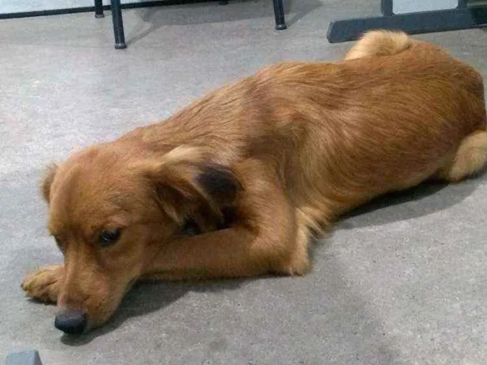 Cachorro ra a SRD-ViraLata idade 2 a 6 meses nome Sem nome