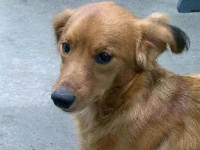 Cachorro ra a SRD-ViraLata idade 2 a 6 meses nome Sem nome
