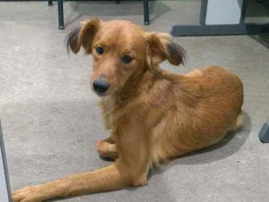 Cachorro ra a SRD-ViraLata idade 2 a 6 meses nome Sem nome