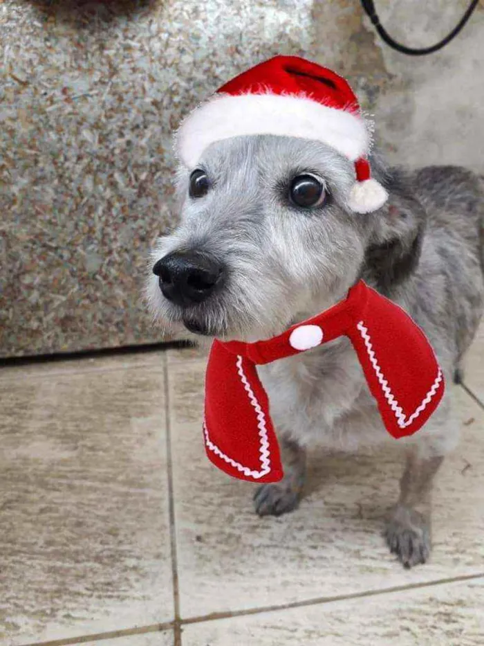 Cachorro raça Poodle  idade 6 ou mais anos nome Bethoven 
