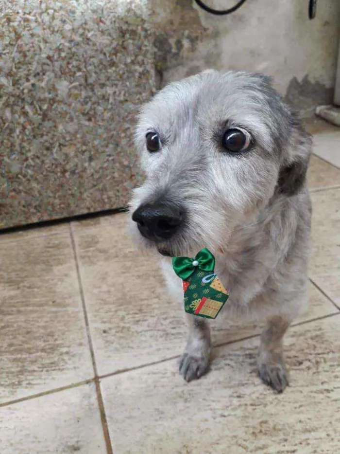Cachorro raça Poodle  idade 6 ou mais anos nome Bethoven 