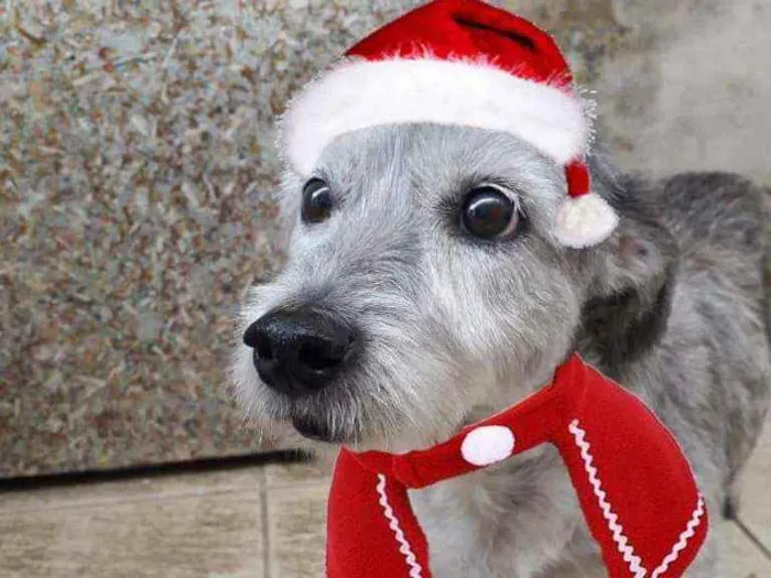 Cachorro raça Poodle  idade 6 ou mais anos nome Bethoven 