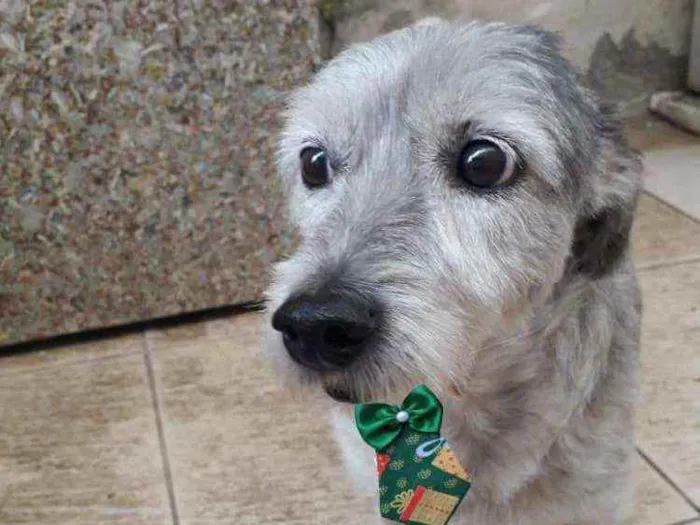 Cachorro raça Poodle  idade 6 ou mais anos nome Bethoven 