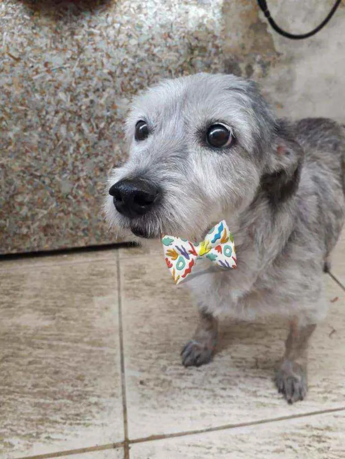 Cachorro raça Poodle  idade 6 ou mais anos nome Bethoven 