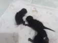 Gatos pretos 