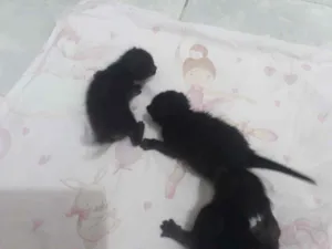 Gato raça Desconhecido  idade Abaixo de 2 meses nome Gatos pretos 