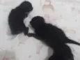 Gatos pretos 