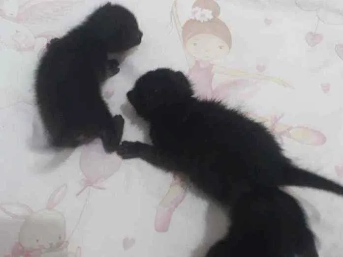 Gato raça Desconhecido  idade Abaixo de 2 meses nome Gatos pretos 