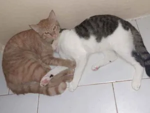 Gato raça Preto com branco e amarelo idade 1 ano nome Thor/odin