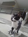 Frajolinha