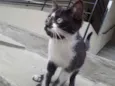 Frajolinha