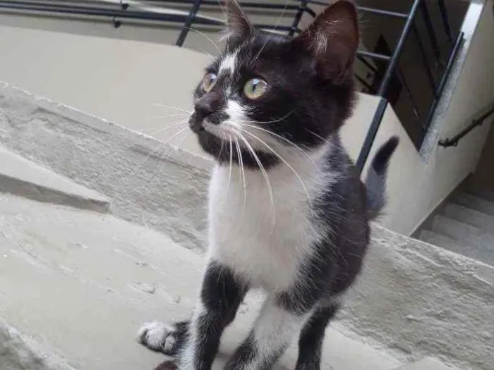 Gato ra a Indeterminada idade 2 a 6 meses nome Frajolinha