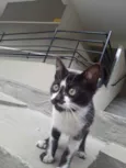 Frajolinha