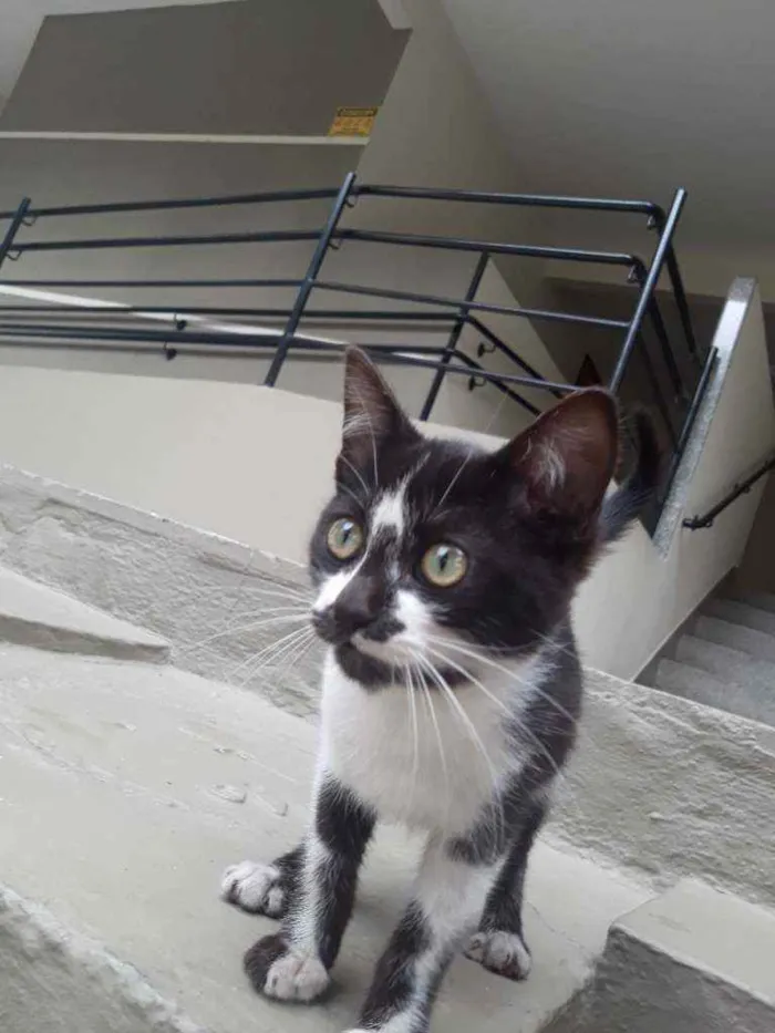 Gato ra a Indeterminada idade 2 a 6 meses nome Frajolinha