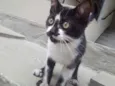 Frajolinha