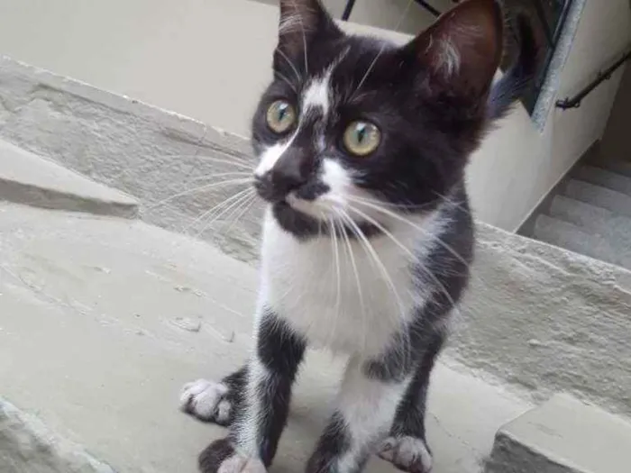 Gato ra a Indeterminada idade 2 a 6 meses nome Frajolinha