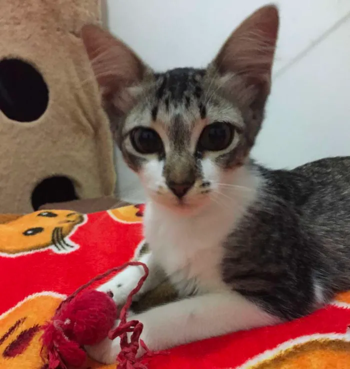 Gato raça SRD idade 2 a 6 meses nome Pedrita