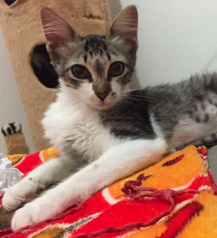 Gato raça SRD idade 2 a 6 meses nome Pedrita